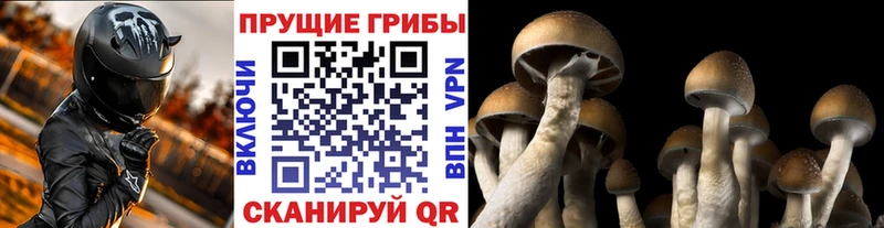 Псилоцибиновые грибы Psilocybe  где купить наркотик  дарк нет официальный сайт  Лесосибирск 